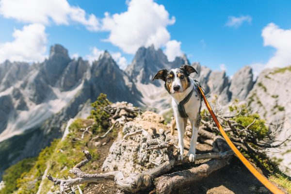 Bungee Leash – Bild 3