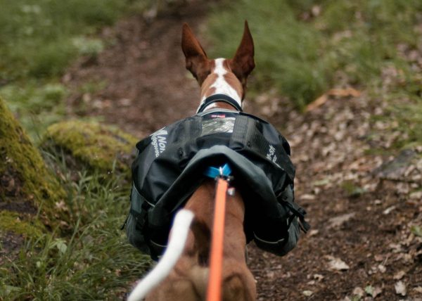Amundsen pack – Bild 7