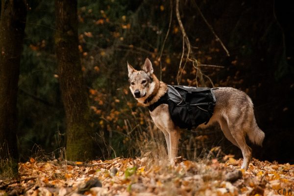 Amundsen pack – Bild 3