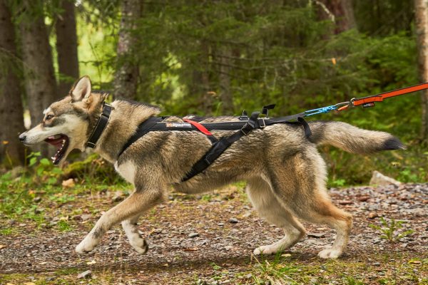 Freemotion Harness – Bild 2