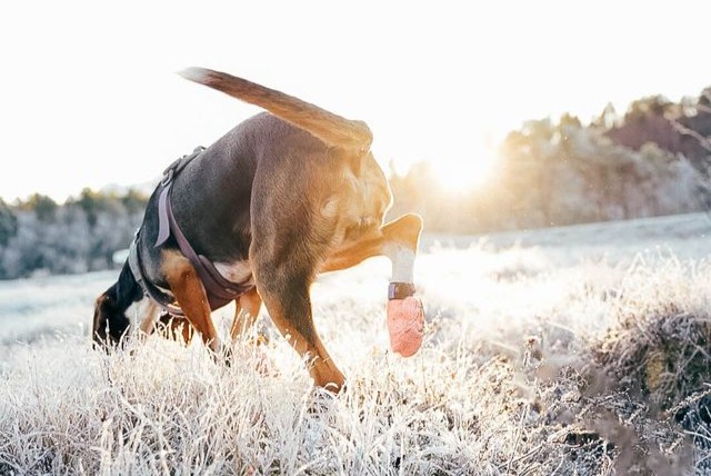 Protector light socks – Bild 3