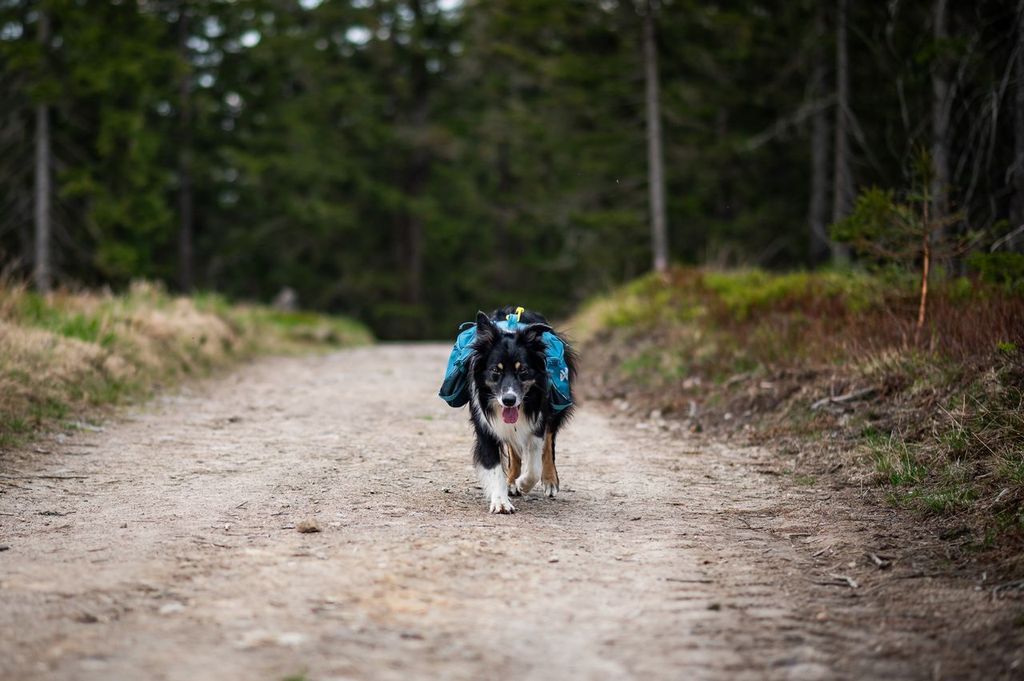 Trail quest dog backpack – Bild 6