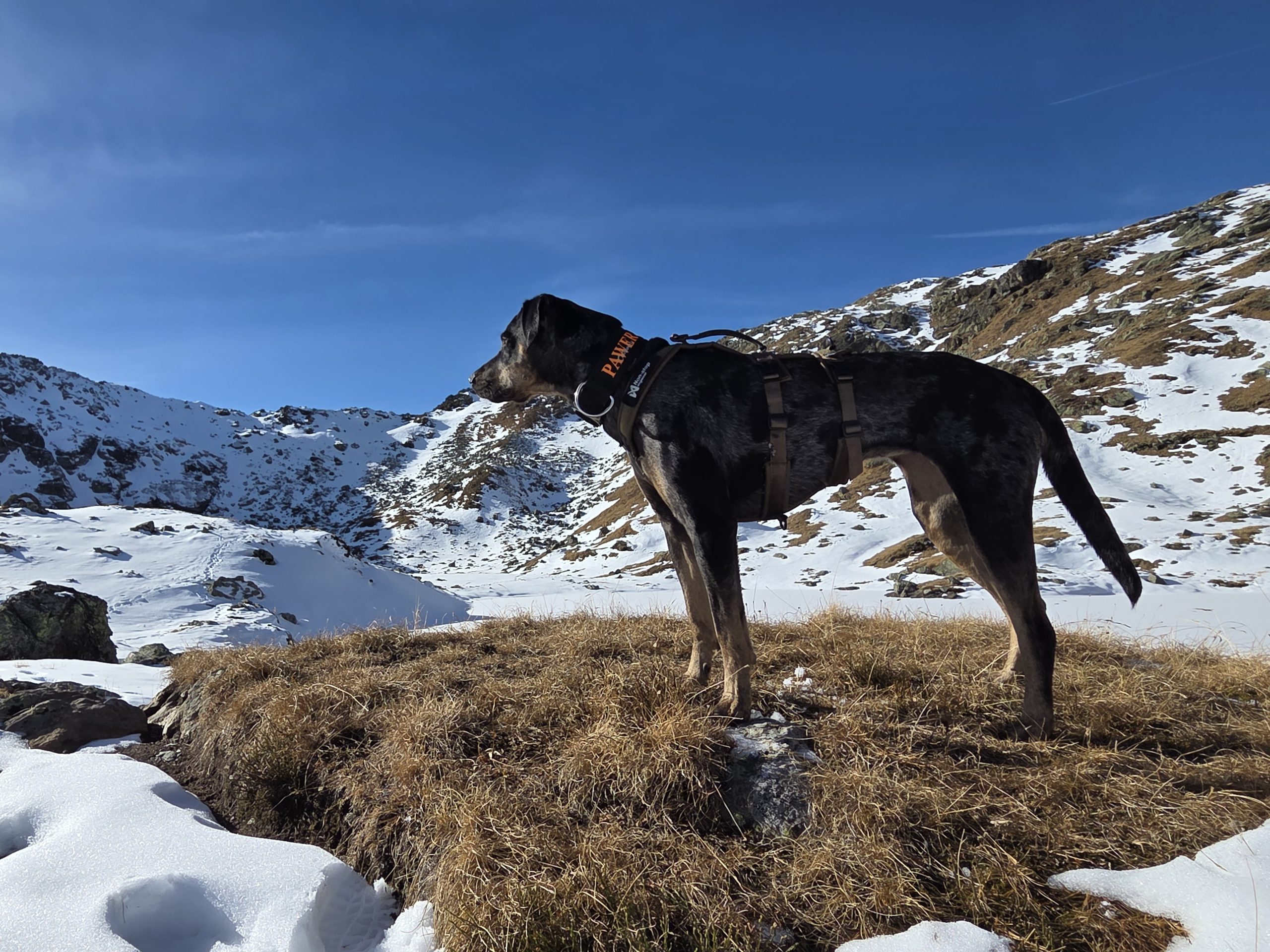 Line harness long WD – Bild 2