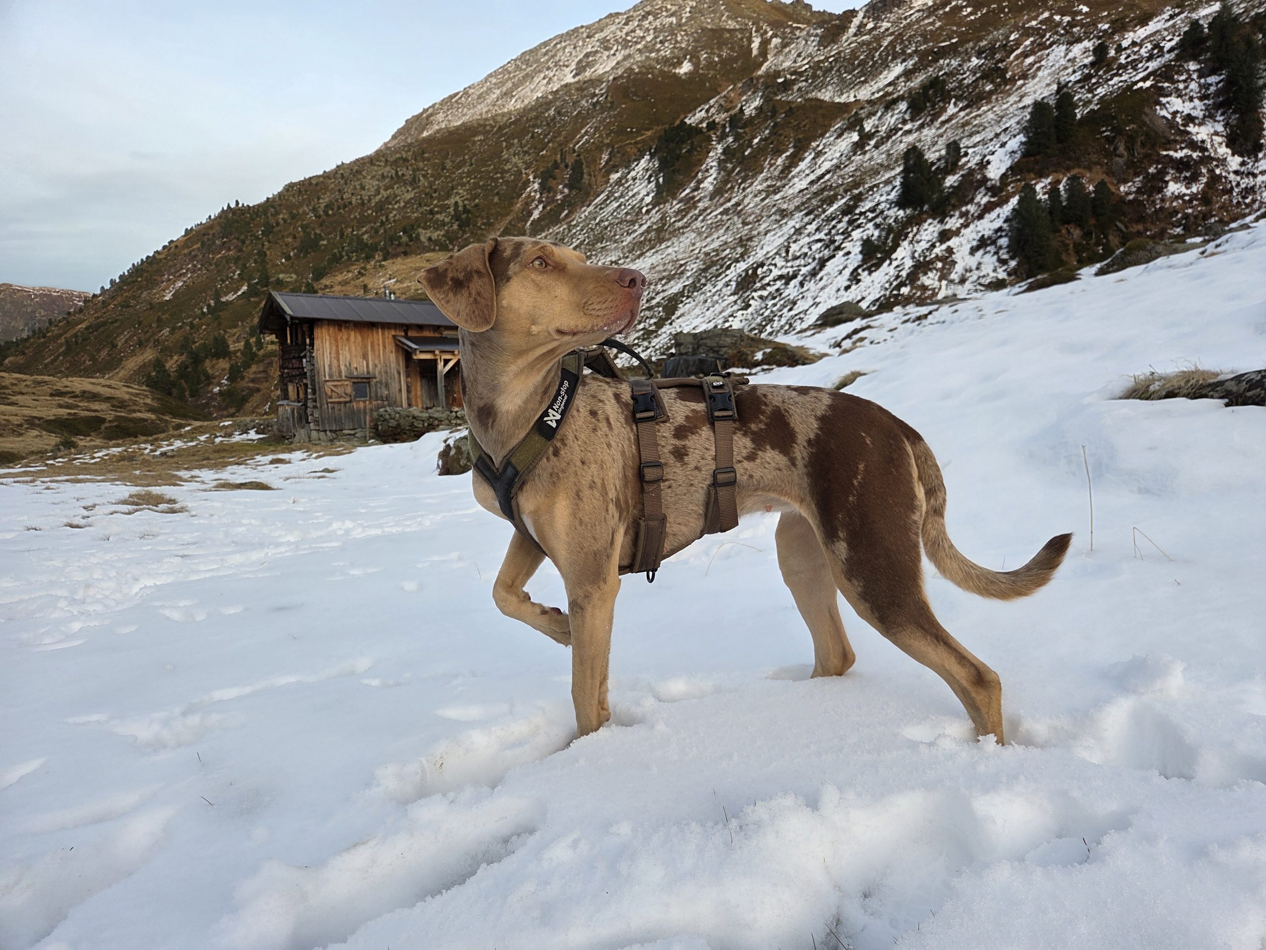 Line harness long WD – Bild 6